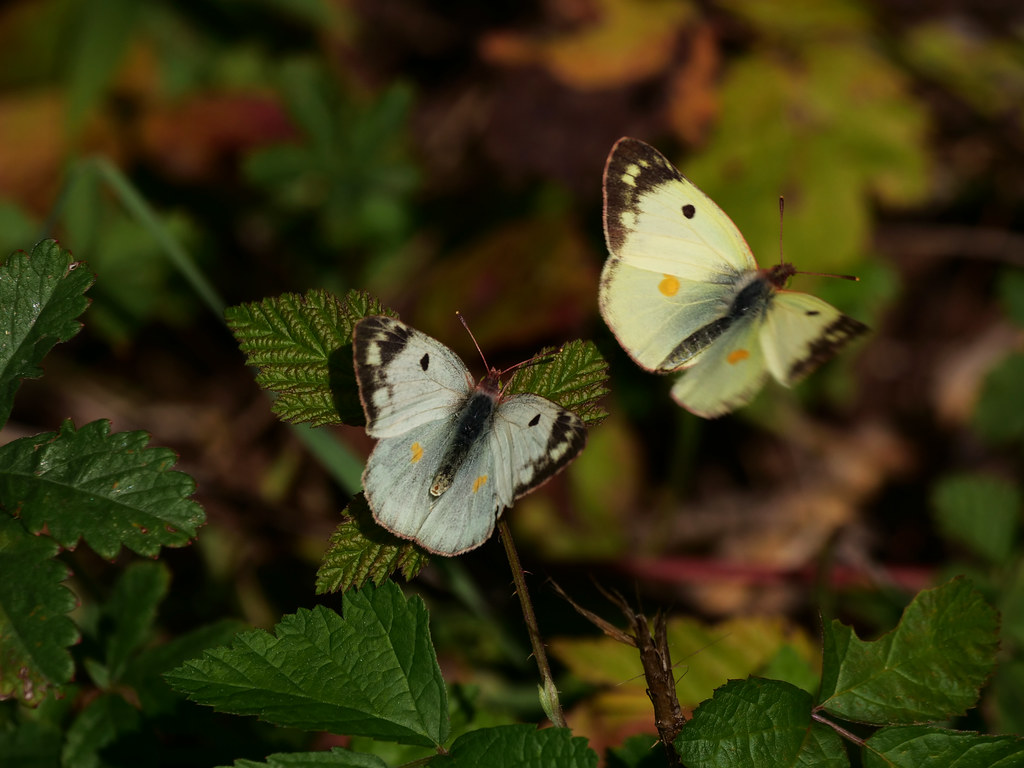 Goldene Acht / Weißklee-Gelbling; Hufeisenklee-Gelbling . Colias hyale  (Linnaeus 1758); Colias alfacariensis (Ribbe 1905) . Soufré; Fluoré . Pale clouded yellow; Berger's clouded yellow . Gele Luzernevlinder; Zuidelijke Luzernevlinder