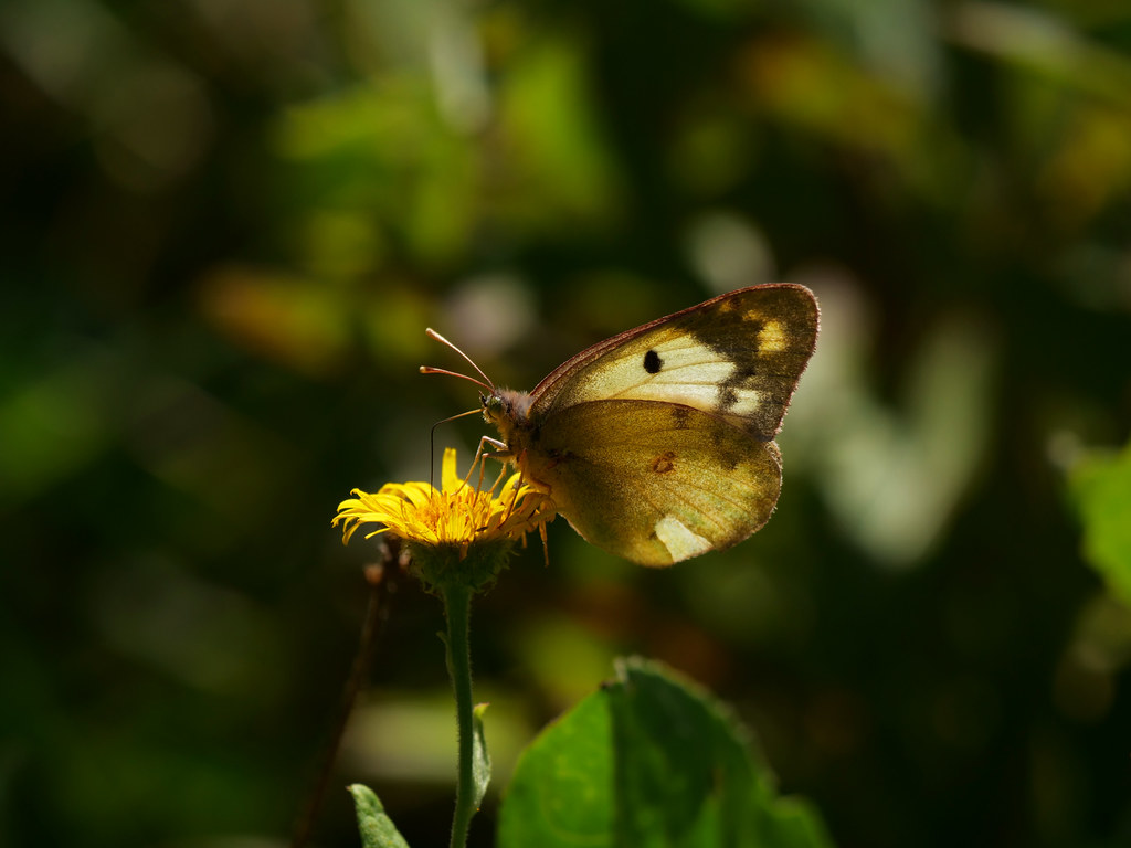 Goldene Acht / Weißklee-Gelbling; Hufeisenklee-Gelbling . Colias hyale  (Linnaeus 1758); Colias alfacariensis (Ribbe 1905) . Soufré; Fluoré . Pale clouded yellow; Berger's clouded yellow . Gele Luzernevlinder; Zuidelijke Luzernevlinder