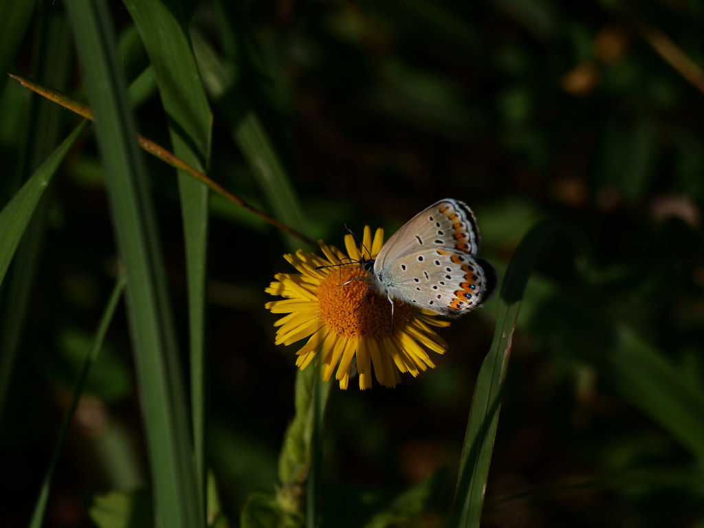 Kronwicken-Bläuling . Plebeius argyrognomon (Bergsträsser 1779) . Azuré des coronilles . Reverdin's blue . Kroonkruidblauwtje
