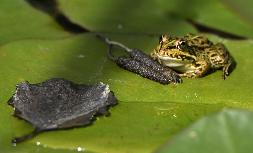 Frog on lily pad