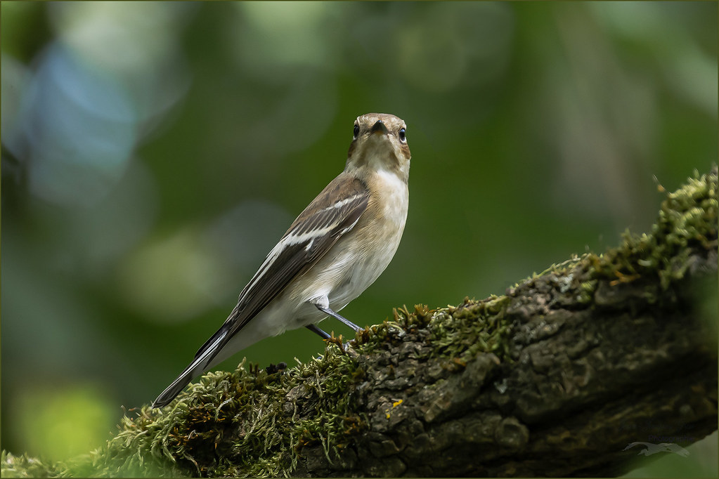 Gobe-mouche noir