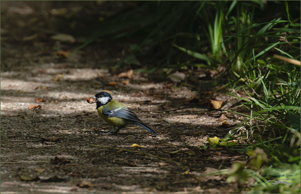 Mésange charbonniere