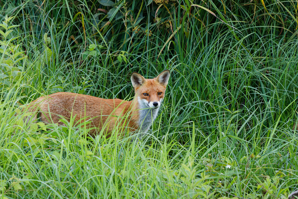 Renard Roux