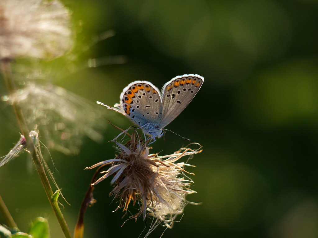 Kronwicken-Bläuling . Plebeius argyrognomon (Bergsträsser 1779) . Azuré des coronilles . Reverdin's blue . Kroonkruidblauwtje