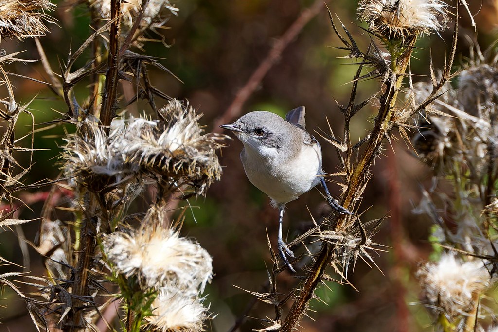 Fauvette babillarde – Klappergrasmücke – Lesser Whitethroat (Curruca curruca)