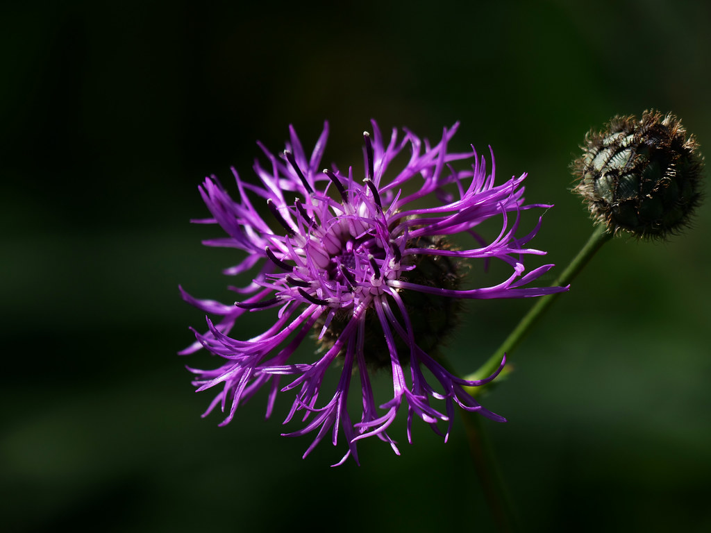 Skabiosen-Flockenblume . Centaurea scabiosa L. subsp. scabiosa . Centaurée scabieuse . Greater knapweed . Grote centaurie