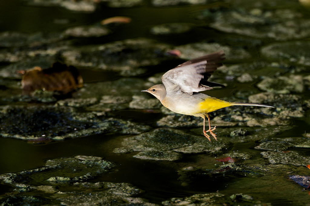Bergeronnette des ruisseaux/Motacilla cinerea