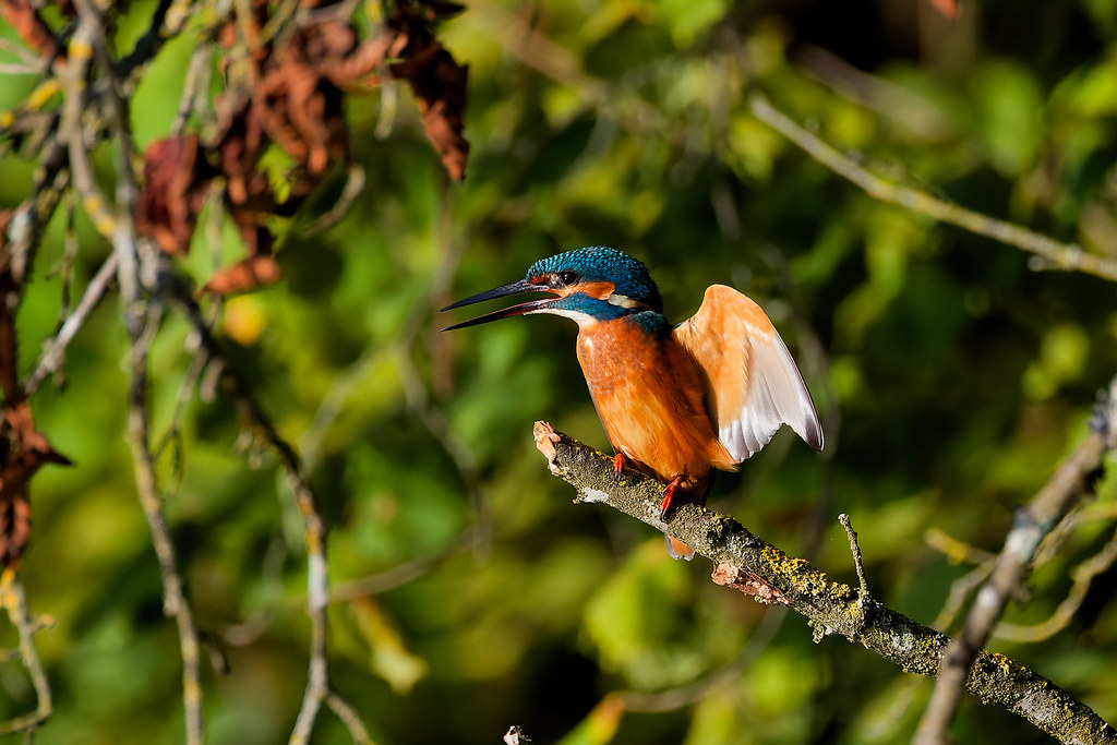 Martin-pêcheur d’Europe/Alcedo atthis