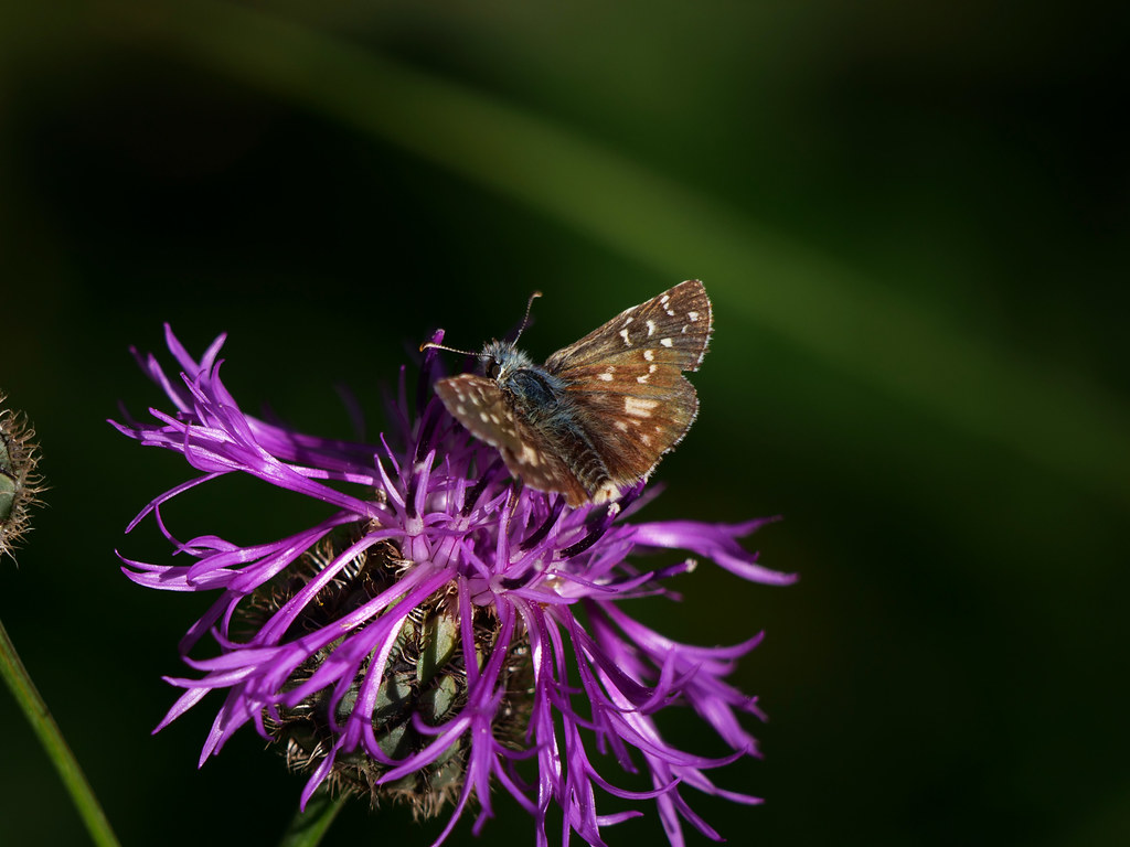 Zweibrütiger Würfelfalter / Mehrbrütiger Würfel-Dickkopffalter . Pyrgus armoricanus (Oberthür 1910) . Hespérie des potentilles . Oberthür's Grizzled Skipper . Bretons spikkeldikkopje, auf Skabiosen-Flockenblume . Centaurea scabiosa L.