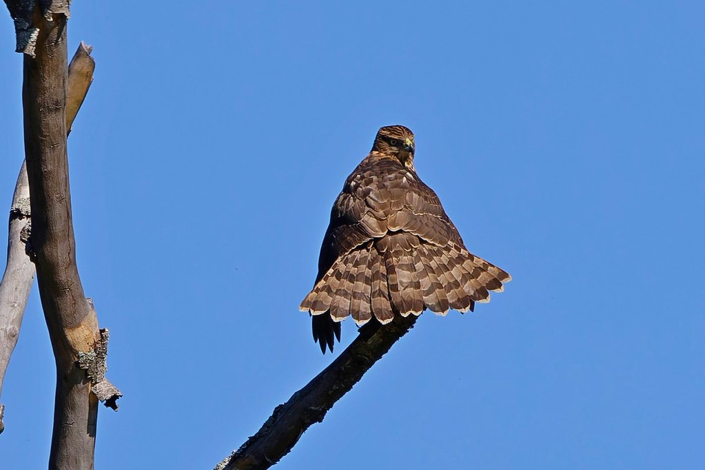 Autour des palombes - Habicht - Eurasian Goshawk