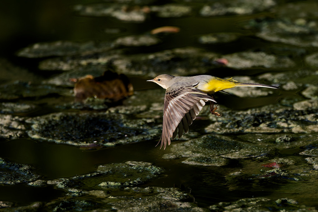 Bergeronnette des ruisseaux/Motacilla cinerea