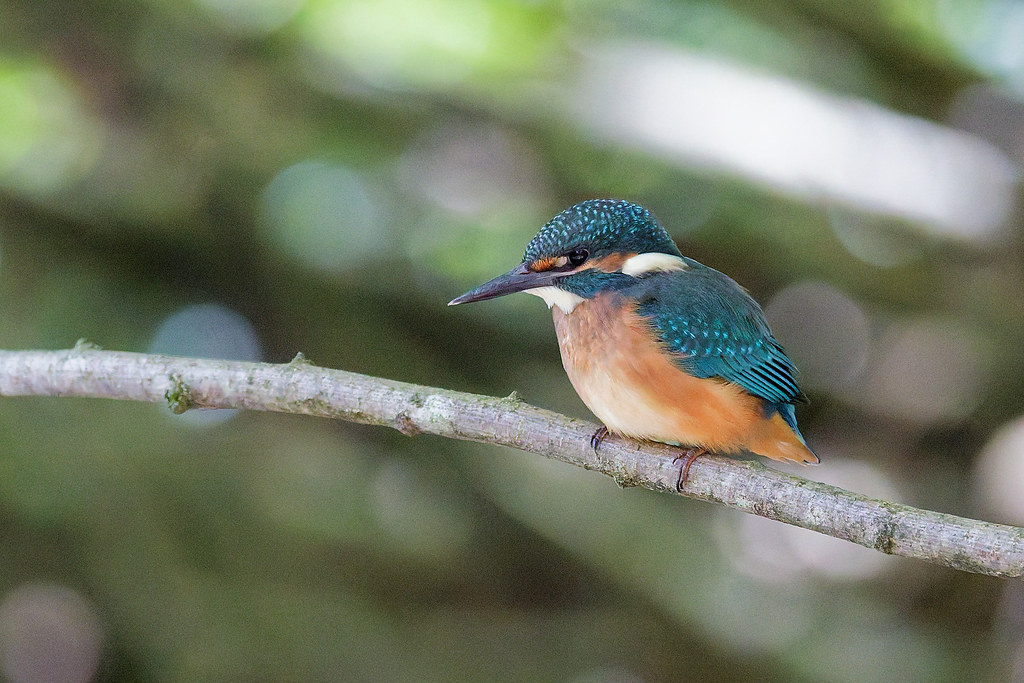 Martin-pêcheur d’Europe/Alcedo atthis