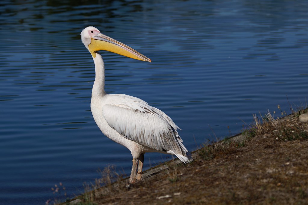Pélican blanc (Pelecanus onocrotalus)