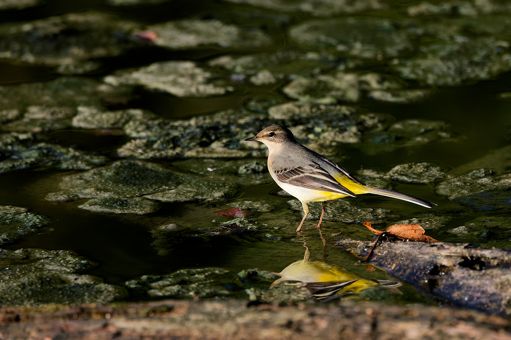 Bergeronnette des ruisseaux/Motacilla cinerea