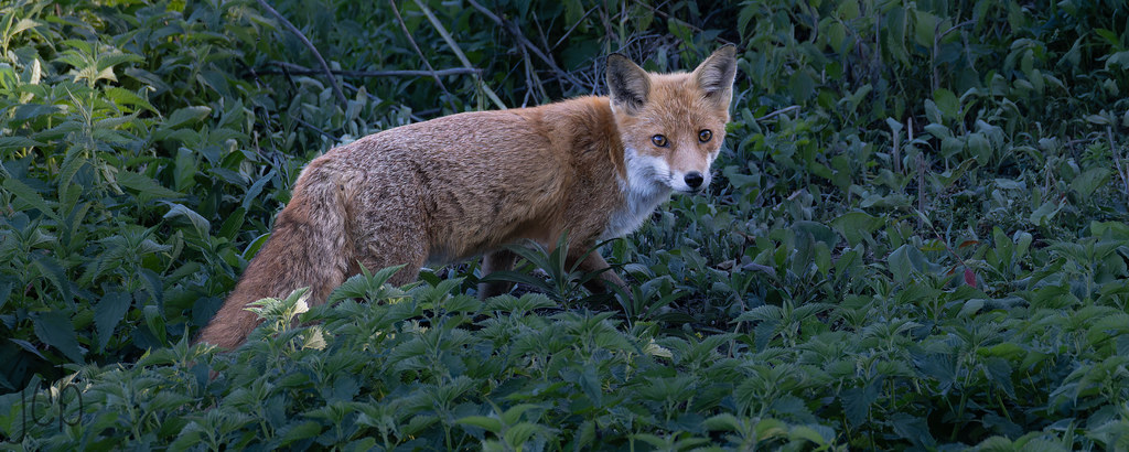 Renard roux