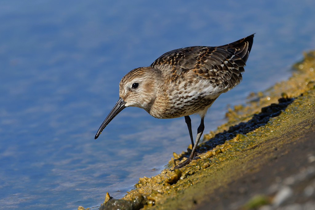 Bécasseau variable juvénile – Alpenstrandläufer – Dunlin – (Calidris alpina). Grand Canal d'Alsace, Île du Rhin