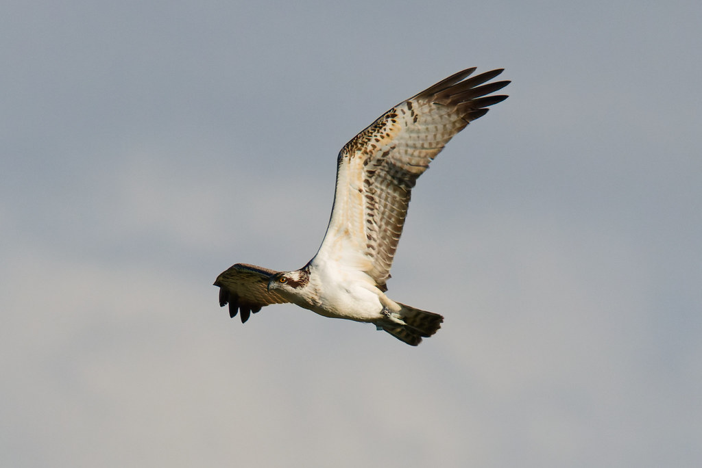 Balbuzard Pêcheur (juvénile)