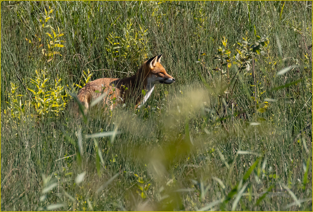 Renard