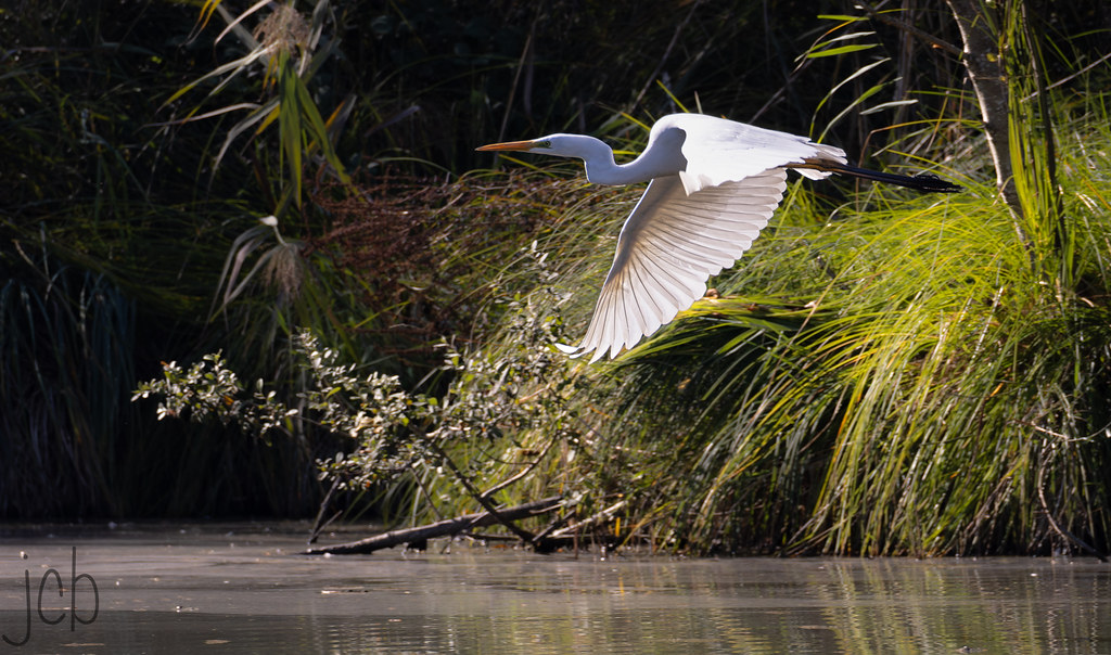 Grande aigrette