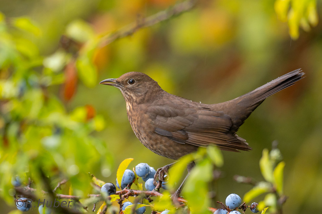 ©-R.Huber-weibl.-Amsel