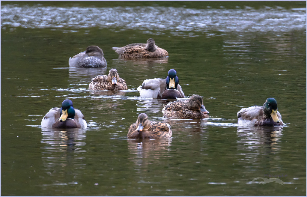 Canards groupés