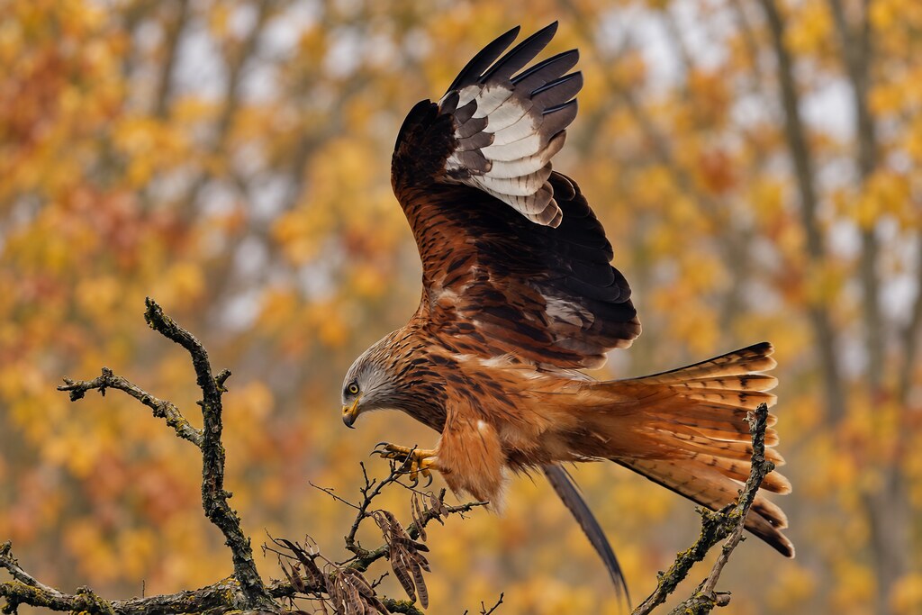 Milan royal  - Milvus milvus - Red Kite - Rotmilan