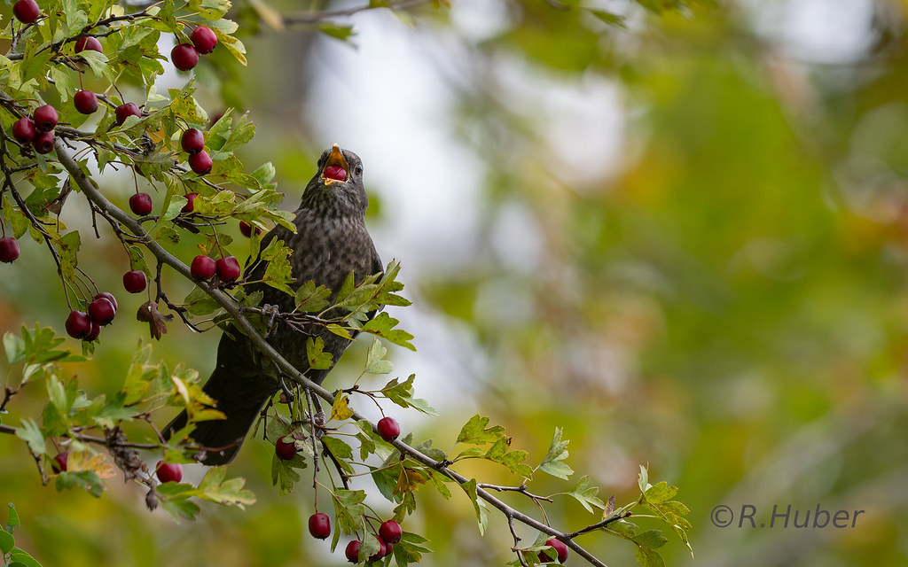 ©-R.Huber-Amsel-mit-Beere