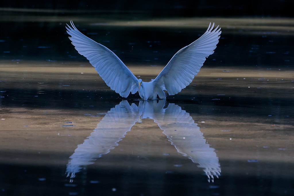 Grande aigrette/Ardea alba