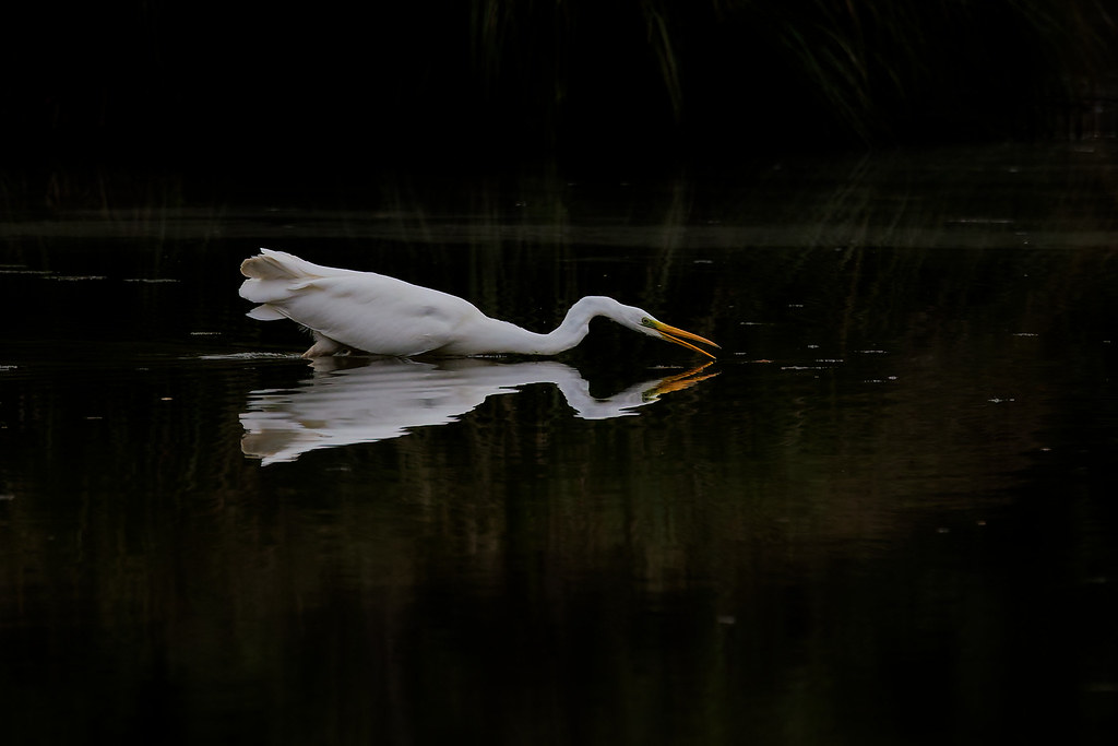 Grande aigrette/Ardea alba