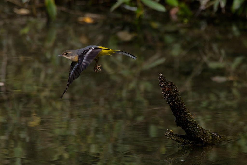 Bergeronnette des ruisseaux/Motacilla cinerea