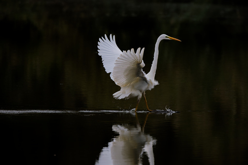 Grande aigrette/Ardea alba