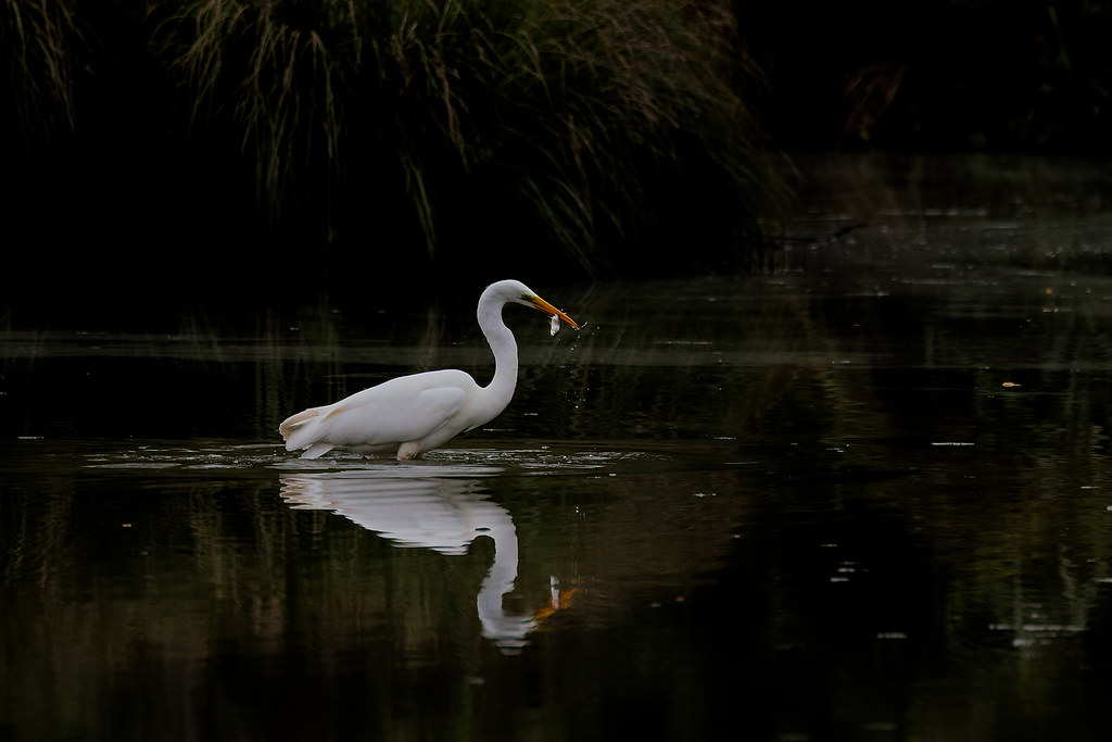 Grande aigrette/Ardea alba