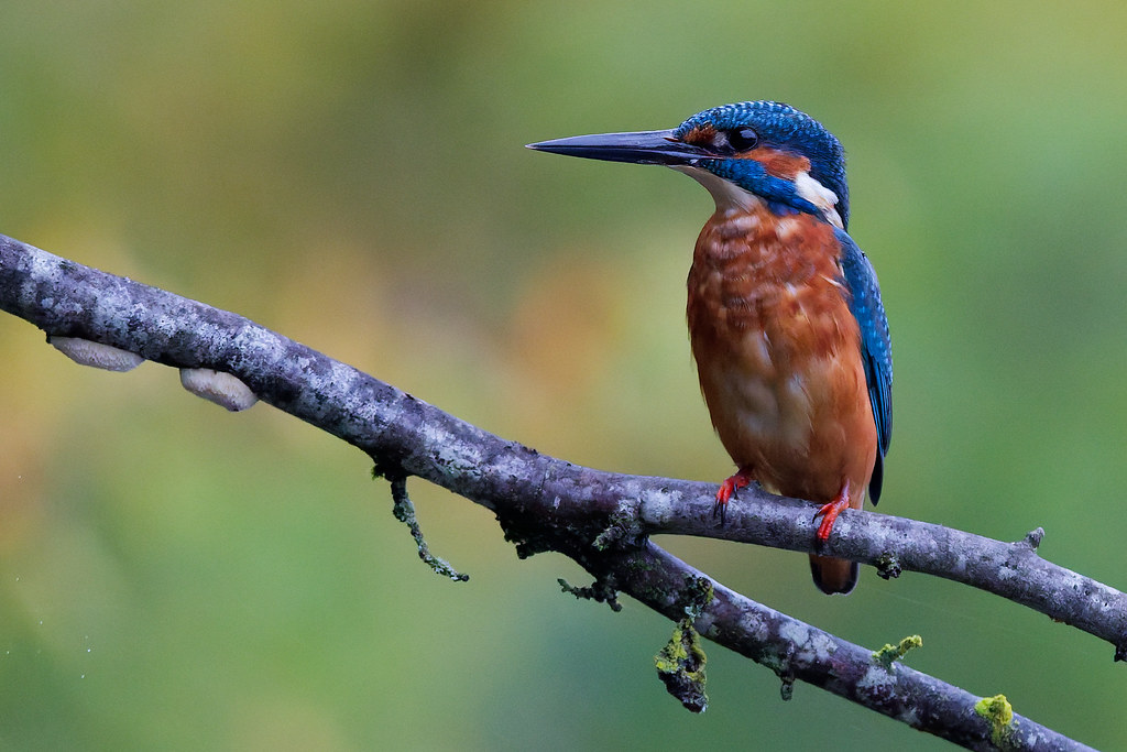 Martin-pêcheur d'Europe/ Alcedo atthis