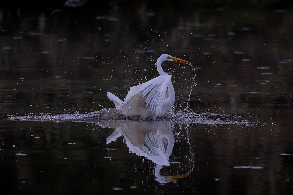 Grande aigrette/Ardea alba
