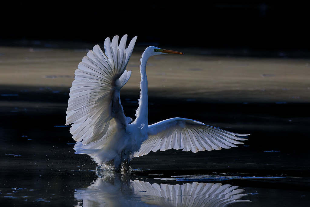 Grande aigrette/ Ardea alba