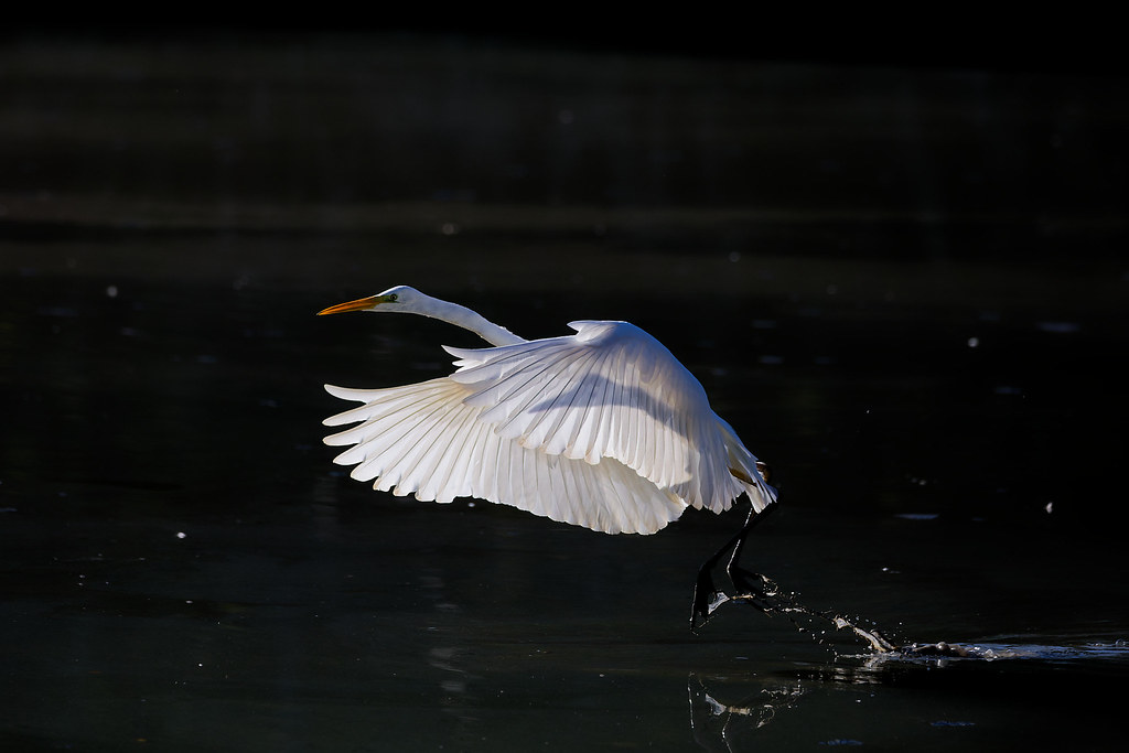 Grande aigrette/ Ardea alba