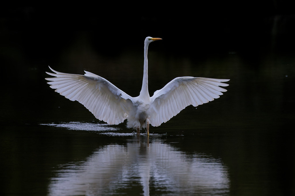 Grande aigrette/Ardea alba