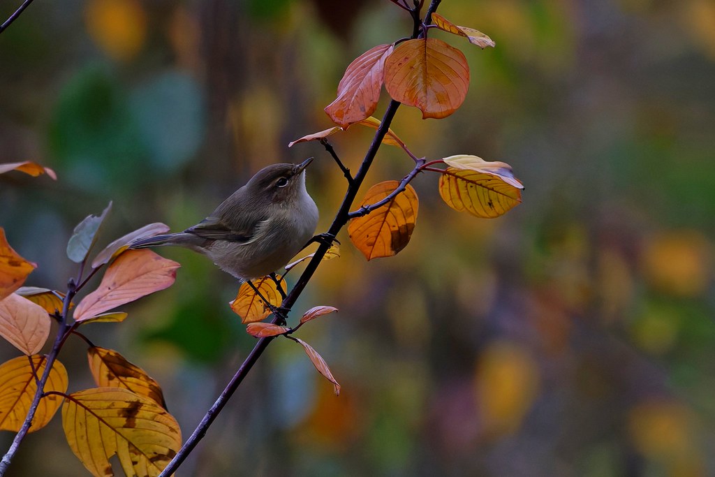 Pouillot véloce -Zilpzalp -  Common Chiffchaff  (Phylloscopus collybita)