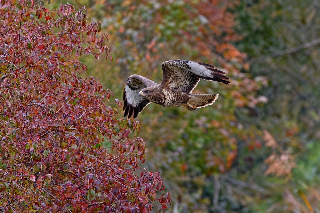 Buse variable - Mäusebussard - Common Buzzard