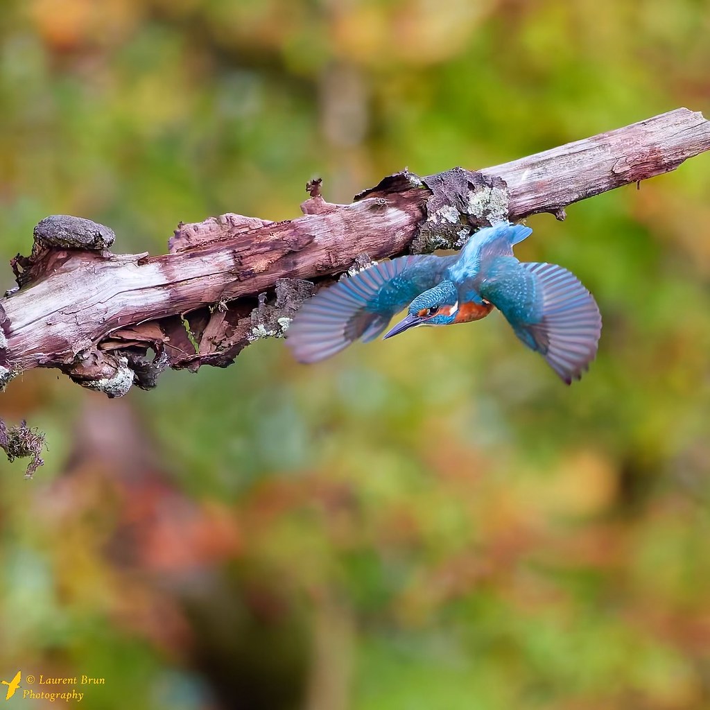 Martin-pêcheur d'Europe - Alcedo atthis  #martinpecheur  #alcedoatthis  #commonkingfisher  #eisvogel