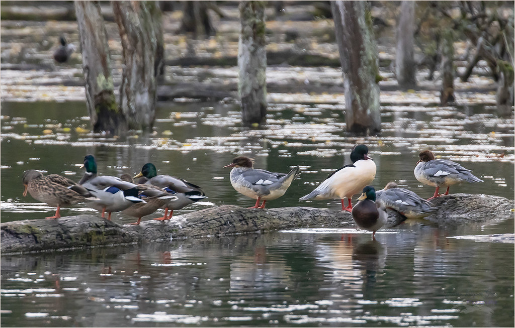 Harles et colverts