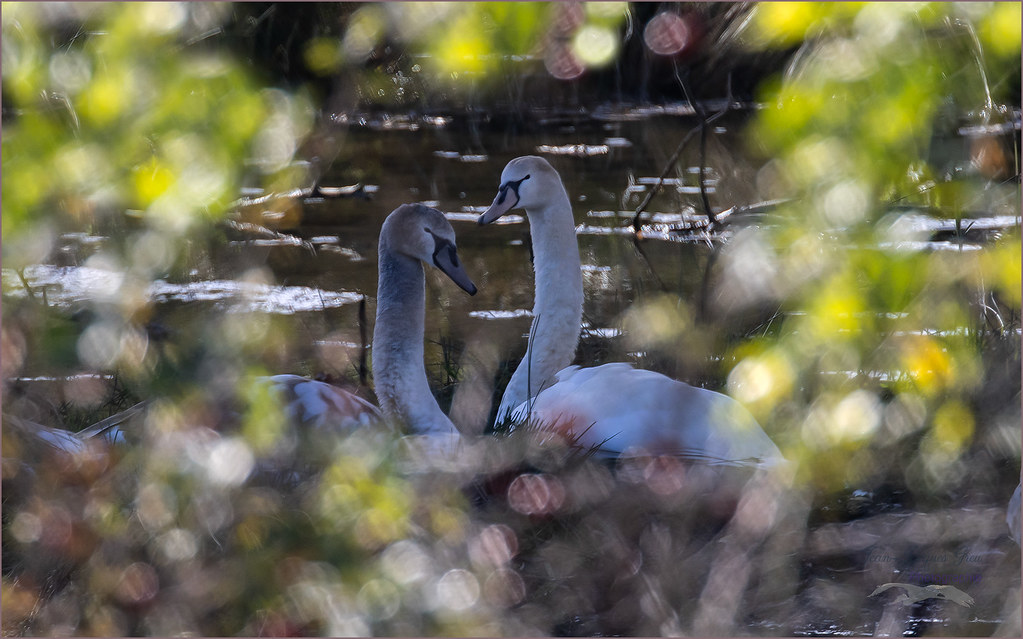 Cygnes