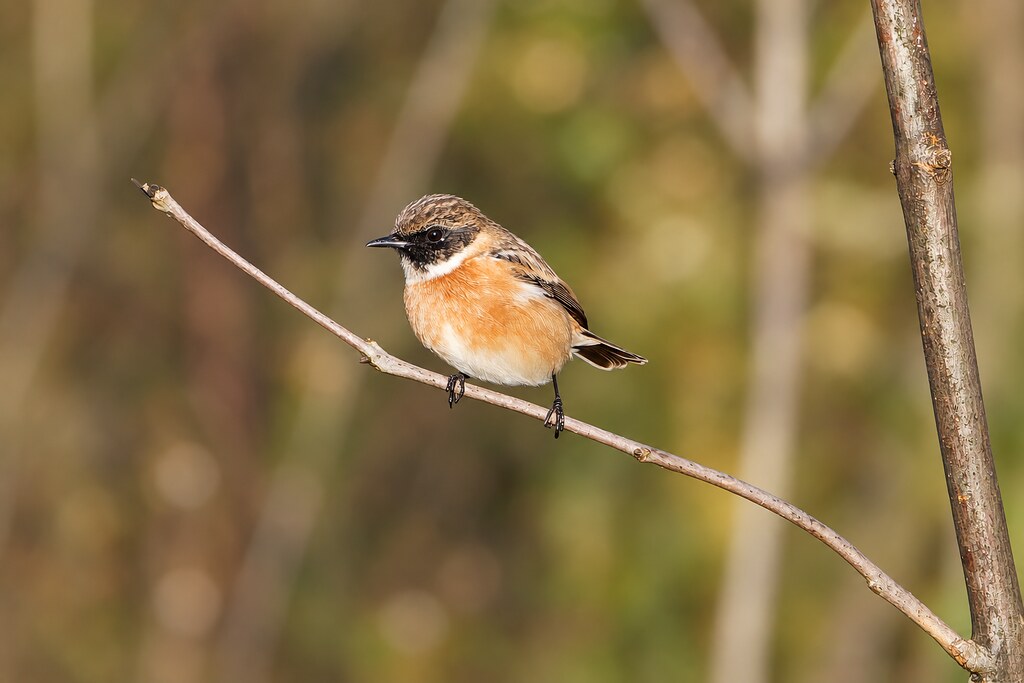 Tarier pâtre, mâle en plumage d'éclipse (ou plumage internuptial) Nouvelle appellation : traquet rubicole – European Stonechat – Schwarzkelchen (Saxicola rubicola).